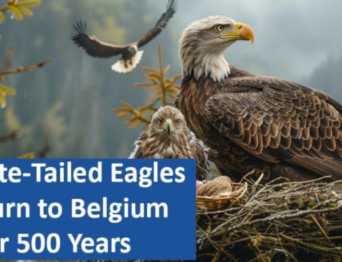 White-Tailed Eagles Return to Belgium After 500 Years