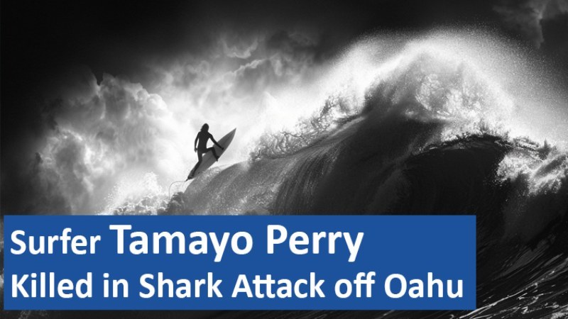 Surfer Tamayo Perry Killed in Shark Attack off Oahu