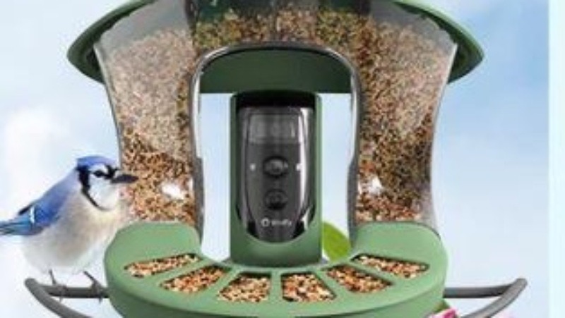 Birdfy Launches New Features To Help You Discover The Blue Jay Meaning In Your Backyard