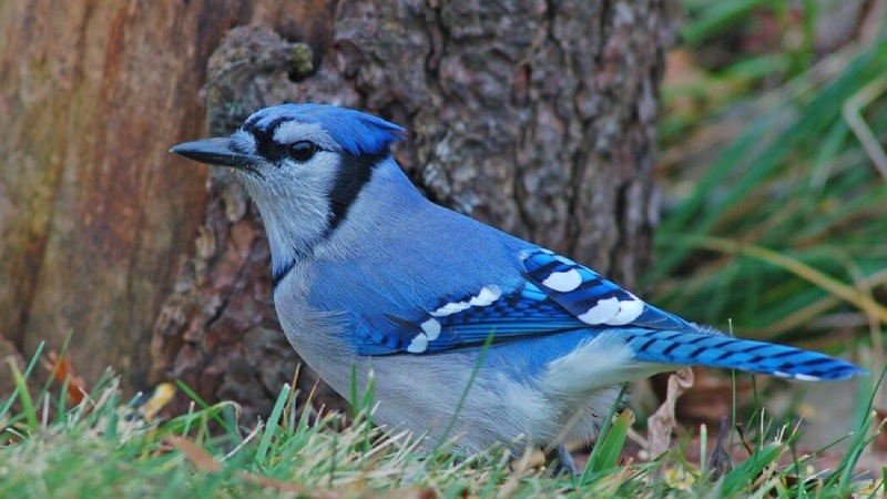 Spiritual Meaning Of Blue Jays: Get Inspired By Birdfy's Observations