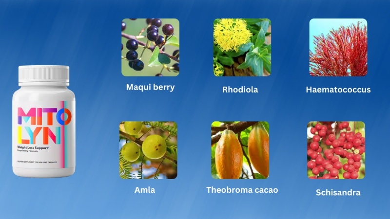 What Are The Ingredients Used In Mitolyn?