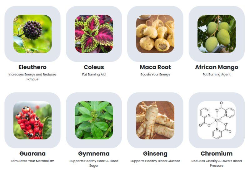 Key Ingredients & Their Benefits - Sugar Defender